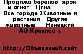 Продажа баранов, ярок и ягнят › Цена ­ 3 500 - Все города Животные и растения » Другие животные   . Ненецкий АО,Красное п.